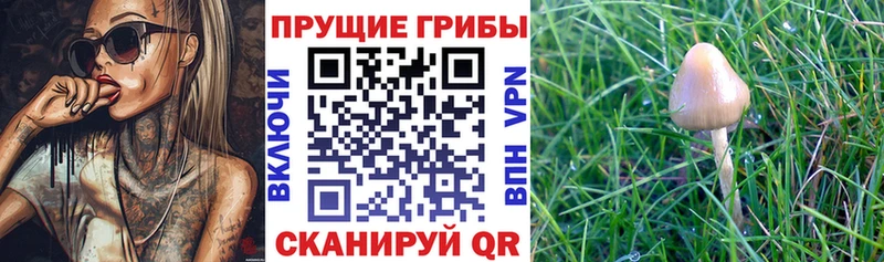 площадка Telegram  Шагонар  Галлюциногенные грибы Psilocybine cubensis  KRAKEN маркетплейс 
